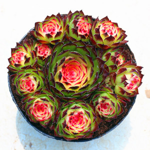 超大七彩观音莲锦多肉大颗好养稀少品种好养桌面美观绿植花防辐射