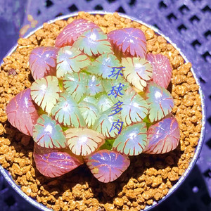 紫玉露多肉植物-淘宝拼多多热销紫玉露多肉植物货源拿货 - 阿里巴巴