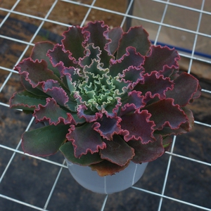 多肉植物超大蓝狐水瓶座包菜稀有品种室内阳台防辐射绿植花卉盆栽
