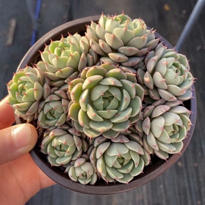 苯巴蒂斯群生老桩多肉植物室内景观防辐射绿植花带盆栽好稀有品种