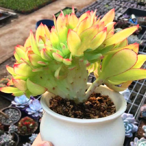 柠檬卷老桩缀化多肉植物稀有花卉办公室桌面美观盆栽组合精品绿植