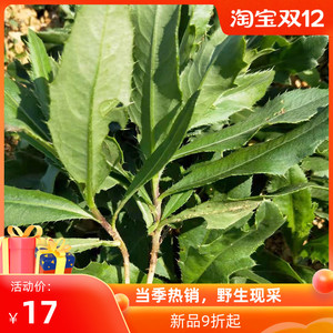 贵州小蓟刺儿菜青刺蓟刺蓟菜青青菜刺刺芽新鲜野菜现采保鲜发货