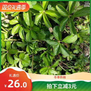 新鲜五皮风五叶莓五爪风五虎草五爪金龙五叶蛇莓紫背草蛇含草茏草