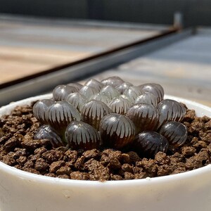 紫肌玉露 十二卷属多肉植物办公室内防辐射绿植盆栽