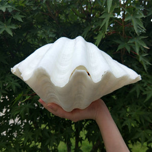 超大荷花贝佛手贝家居装饰摆件鱼缸造景天然贝壳橱窗设计道具果盘