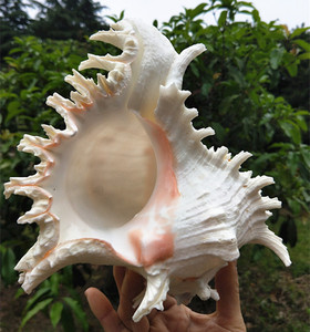 天然特大玫瑰千手螺麒麟螺家居装饰鱼缸造景海螺贝壳摆件礼物收藏