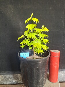 日本红枫 金隐枫树 日本团扇系列名贵枫树种 阳台庭院种植盆栽