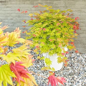 日本红枫 月升枫树 日本团扇系列名贵枫树种 阳台庭院种植盆栽