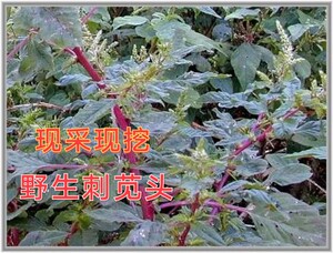 新鲜苋菜野生红梗刺 苋菜梗 刺苋根 刺苋头 刺苋菜苋菜头刺簕头根