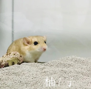 山谷家通心粉鼠幼崽科学繁殖家养北非肥尾沙鼠乖巧粘人活体小宠物