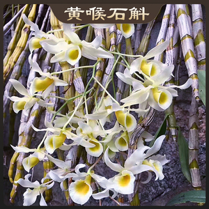 黄喉石斛淡香型花色高雅鹅黄食用云南石斛粗枝苗好养易活室内庭院