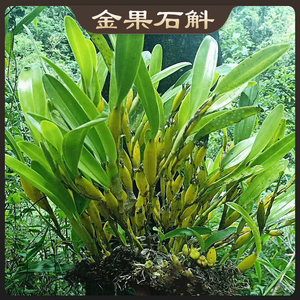 金果石斛又名滇金果枝条上面有果子形状的观赏价值高稀有名贵食用