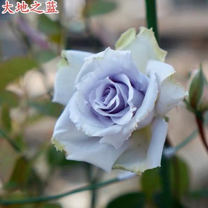 大地之蓝月季