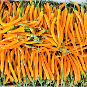 黄贡椒新鲜辣椒黄辣椒中辣特辣黄椒现摘现发3斤5斤8斤包邮