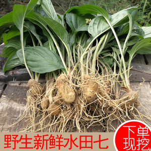 秒杀特价新鲜水田七野生 屈头鸡 土三七 水田七苗 水田七根水虾公