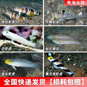 海水鱼虾虎/红条纹/四驱车/黑天线/钻石哨兵/小丑虾虎/金蛟剪虾虎33人