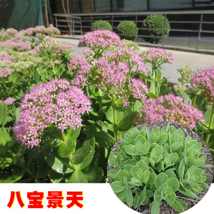 阳台庭院公园花坛花卉植物粉红色八宝景天三七盆栽观赏花带根种苗