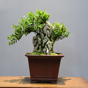 小叶赤楠附石盆景造型绿植盆栽客厅办公室内四季常青好养桌面植物