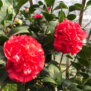 进口精品克瑞莫大牡丹茶花树苗盆栽大花型红色带香味茶花盆栽好养