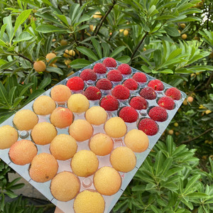 二都新鲜水晶白杨梅余姚粉杨梅孕妇当季时令水果现摘现发顺丰冷链