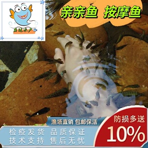 00同款货源天星一家日用百货淘宝鱼x疗亲亲鱼足疗缸泡脚鱼缸馆缸
