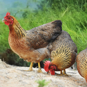 【清远鸡旗舰店】清远鸡旗舰店品牌,价格 - 阿里巴巴