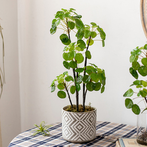 掬涵 镜面草仿真植物多肉盆栽圆叶绿植北欧网红客厅书房办公禅意