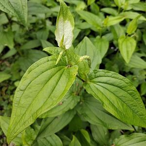 野生三白草 水木通 五路白 三点白 白叶莲 山草药全根晒干品500克