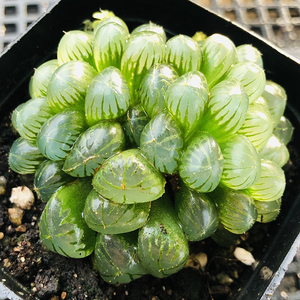 冰灯玉露7cm盆单头群生 多肉植物 经典老品种 叶片油量饱满通透