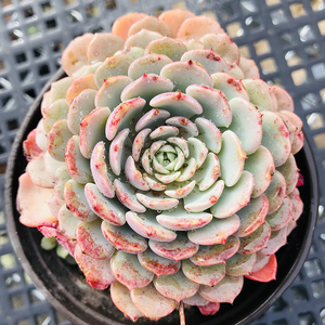 纸风车9cm盆单头 多肉植物 经典老品种 控养2年 木质化杆子带血斑