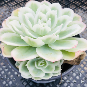 柠檬玫瑰锦12cm盆大单头 多肉植物 韩货新品 基因正版 冰边锦明显