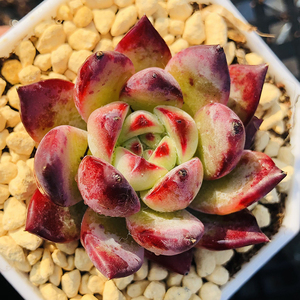 钻石纹拉糖7cm盆单头 多肉植物 精控露养小贵货状态佳带钻石纹