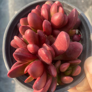鸡血红厚叶克拉夫9cm盆群 多肉植物 经典韩货品种 露养控养紫红色