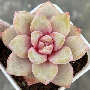 糖心德国香槟穴盘苗3cm 多肉植物 经典老品种 每个都出粉糖心