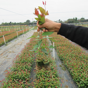 桉树苗 速生桉 生长快的树 广29树苗 快速生经济林苗带土满包邮