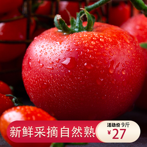 高原新鲜水果沙瓤自然熟生吃西红柿圣女果番茄普罗旺斯水润软糯甜