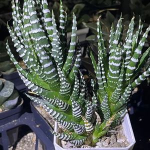 001人付款淘宝鹰爪多肉十二稿条纹十二卷芦荟琉璃殿组合盆栽包邮一物