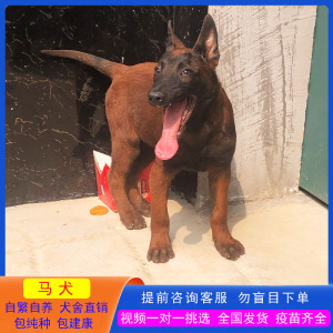 马犬幼犬小狗纯种活体军犬警犬幼崽黑红爆红马犬看家护院护卫狼犬