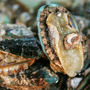 东海新鲜大鲍鱼非冷冻生鲜 舟山海鲜水产海耳10-14个