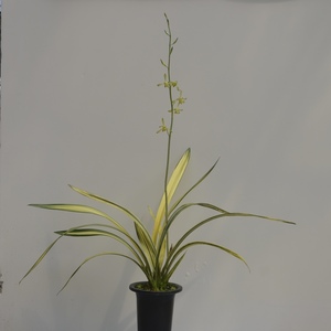 兰花墨兰高级黄金中透艺十八学士带花苞开品拍摄花艺双全浓香包邮