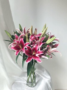 黑美人百合【卡瓦纳】红黑色鲜花水养插花卷边狐尾生日礼物情人节