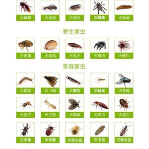 室内常见的虫子图鉴图片