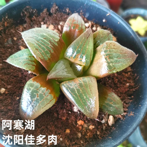 阿寒湖寿 多肉 单头 卧室 趣味 窗台 盆栽 办公桌 沈阳佳多肉