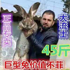 2020新品种 德国巨型大型肉兔巨兔活体兔子幼兔兔苗 长45斤包邮