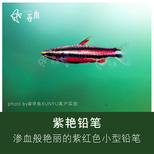 【寻鱼XUNYU】紫焰铅笔鱼紫艳铅笔集邮灯鱼热带观赏鱼草缸活淡水