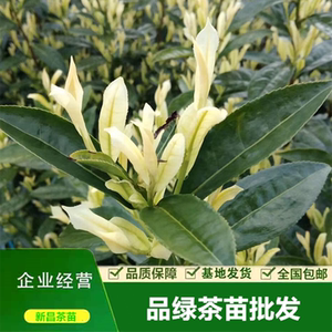 特早白茶苗 早奶白树苗龙井茶叶苗浙农117中黄苗一年生常绿苗2021
