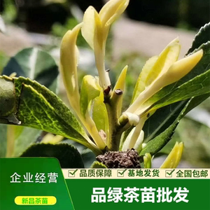 白金芽茶苗 特早白浙农117中黄中白品绿茶树苗一年生二年2021基地