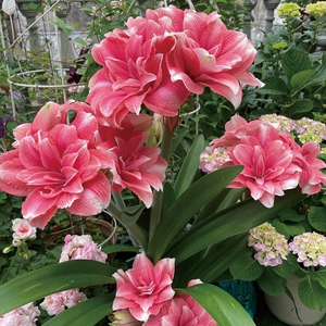 缘分花圃现货货进口荷兰朱顶红(双梦)双瓣嫩粉色真美丽大花