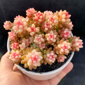 两丫馨语多肉植物赤豆锦多头大满盆精致肉肉创意花卉小盆栽桌面防