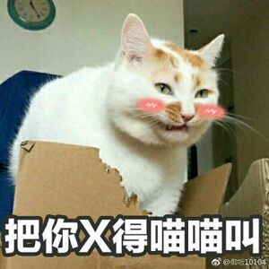 猫咪表情包微信